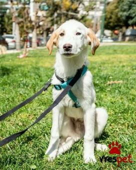 Ράτσα: Άγνωστο - Ημίαιμο | Ηλικία: 4 μηνών | Φύλο: Αρσενικό | Αρ. Microchip: - | Ημίαιμο | Περιοχή: Νέα Σμύρνη, Αττική